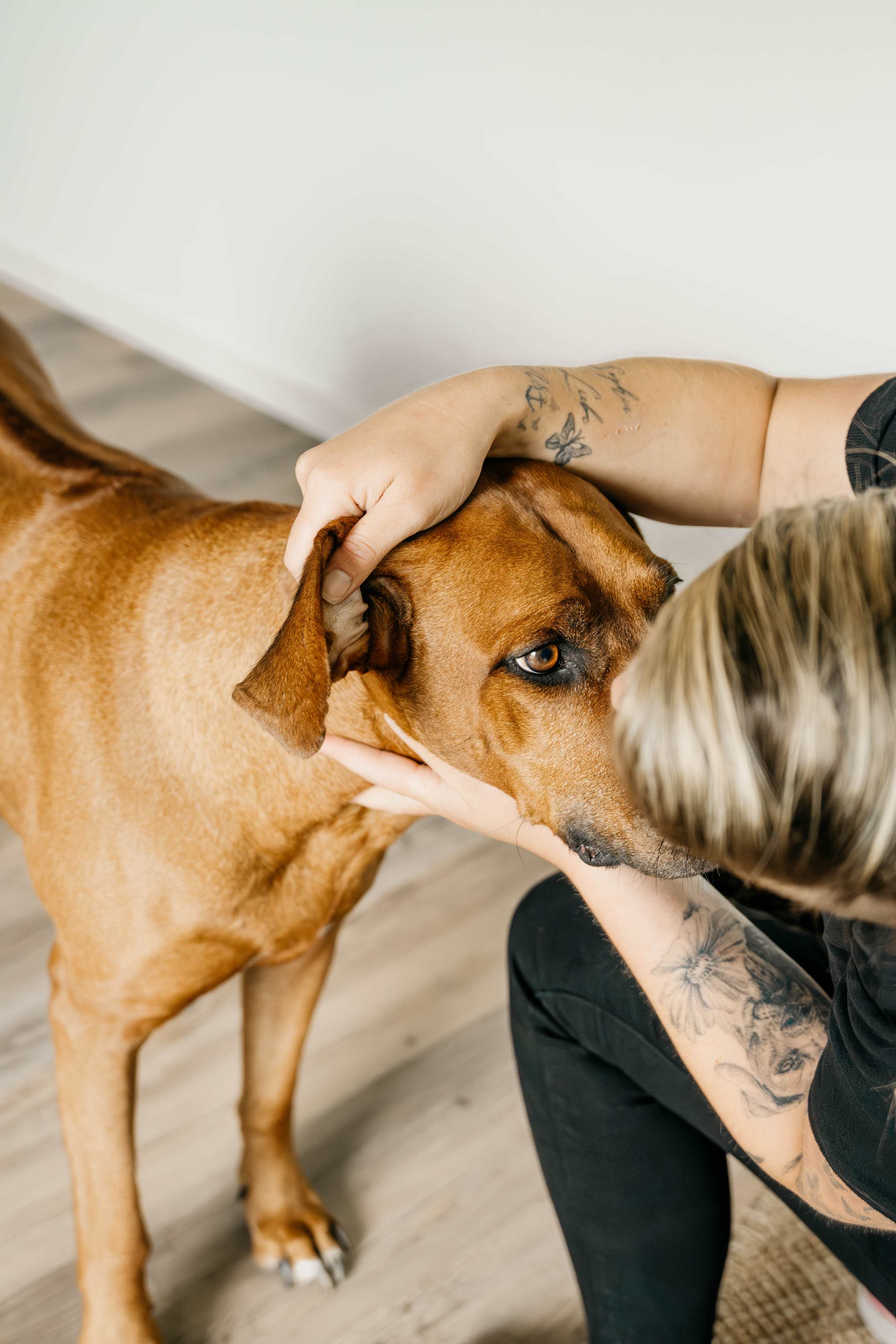 Magnetfeldtherapie — Behandlung mit Hund